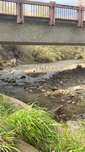 Live highlight - Ojai Camp Comfort #dothingsyoudontwanttodo #nature