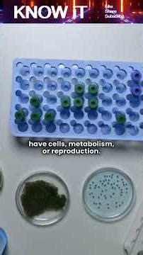 What is Hylozoism? 🌍