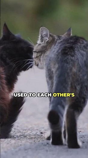 How to Stop Cats from Fighting 🐱⚡