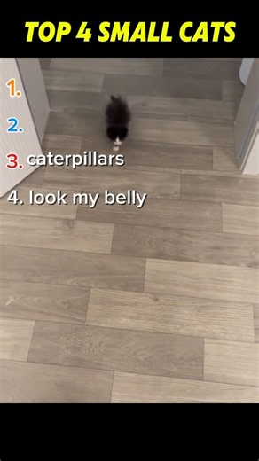 top 4 small cats #cat #cute