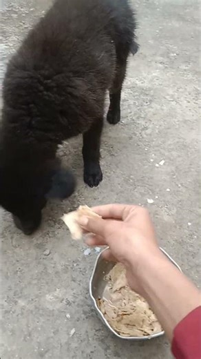 🐕@buddy hand eating # #puppy //🐕🐕🦮🐕‍🦺