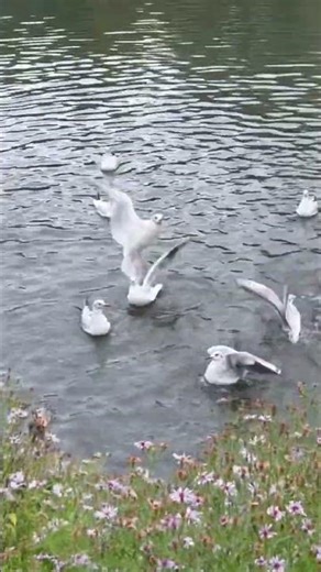 Hungry gulls #feedingducks #birdsong #birds #seagull #gulls #blackheadedgull #birdsounds #birdlovers