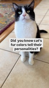 What color cat do you have? 😻While we believe that cat personality is mostly formed by early socialization, it’s always fun to hear about cat characteristics. #catfurcolor #catpersonality #catperson #catfacts #lifewithcats #tuxedocat #tabbycat #whitecat #graycat #blackcat #tortie #catlovers #feline #cats #catworld #kittykitty #catbehavior #kittycats #kittylife #catscatscats #catsofig #catvideo #catvideosdaily | The Cat Crew