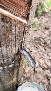 258K views · 1.1K reactions | Extracting natural rubber from the rubber tree   #rubbertree #natural #rubber #asmr #cutting #tree #nature #forest #satisfying #harvest #naturalrubber #inspirgreen | Inspirgreen | Facebook
