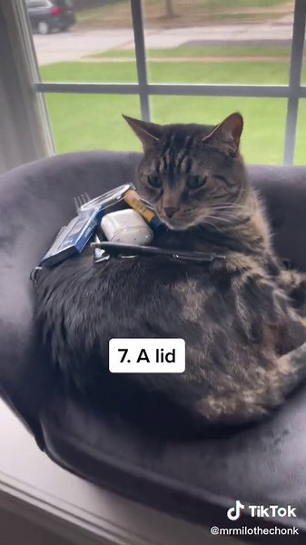 Funny Cat Prank Compilation: Putting Random Objects on Cat Until He Moves