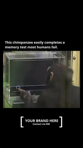 Remarkable Facts on Instagram: "Follow @remarkable.facts to get smarter every day. -------------- Chimpanzees possess remarkable short-term memory skills, often exceeding human capabilities in specific tasks. This ability highlights how brains can develop specialized strengths, even between closely related species like humans and chimpanzees. Scientifically, chimpanzees demonstrate superior performance in rapid visual processing due to neurological differences. Their brains quickly encode and re