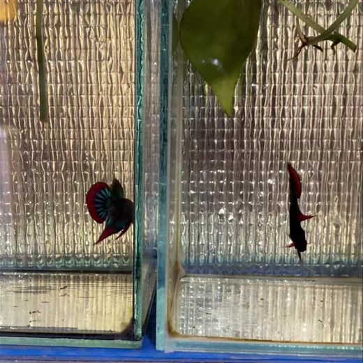 Betta Imbellis 🐉 | Flower Fish