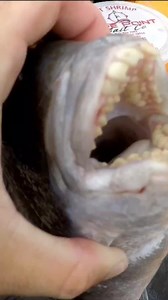 420K views · 2.1K reactions | This fish has CRAZY teeth! #reels #sheepshead #bigfish | Beaufort SC Fishing | Facebook