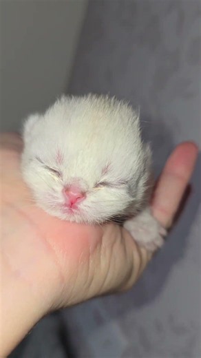 2 days 🫠 So cute baby kitten 😸 #kitten