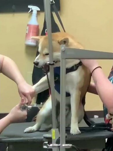 Watch.. Shiba's Classic Screaming at Groomers #shorts