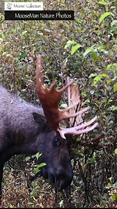 Welcome to Saturday Moose & Coffee! The bull moose we called ‘22”… He is surely missed, he was a master of the rut and an over achiever in my opinion. Watch him here as he purposely rakes in an opponent. Notice that he abruptly stops at one point. This has a sole purpose. He stops to listen…and listen carefully. He listens for the faint grunt of another bull approaching (in this case it was Watson). Watson did arrive and did challenge 22, they headed into the brush and engaged in a brief decisiv