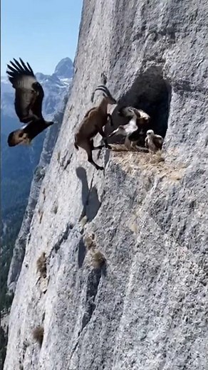 Mountain goat climbs a sheer cliff… then makes a jump you won’t believe!