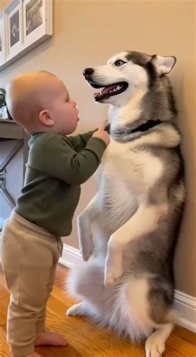 Baby Gives Dog Lecture 😂 #FunnyBaby #DogComedy #HomeScene | Boo Baa