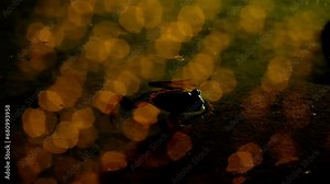 the silhouette of a frog in clear water, in which the flashlights are reflected. night frame, slow motion, close-up, static frame