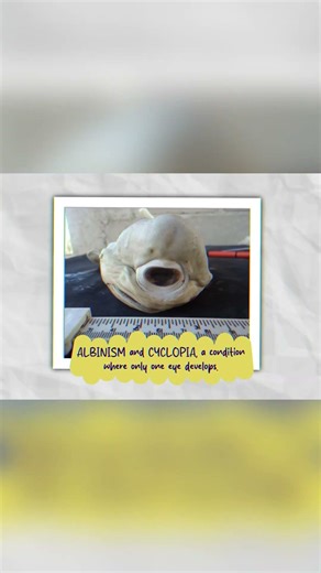 This One-Eyed Shark Is REAL 😱 | Rare Animal Mutation | Did You Know?