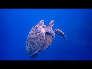 Green turtles mating Maldives June 2018