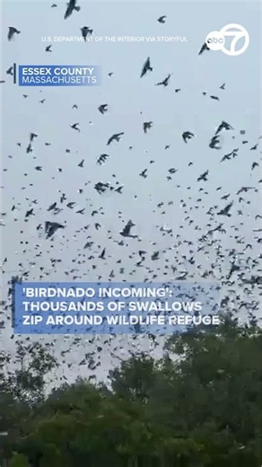 'Birdnado incoming': Thousands of swallows zip around Massachusetts wildlife refuge