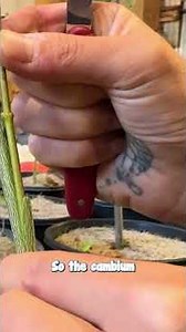 Here’s a Peek into How Japanese Maples are Grafted…