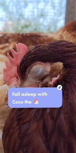 Fall Asleep with Coco the Chicken | Backyard Hen Sleep Routine