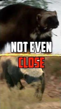 Wolverine VS Honey Badger - Who Wins?