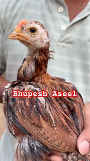 Aseel bacche#tempertail#trendingshorts#viralvideo