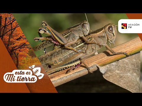 Los saltamontes