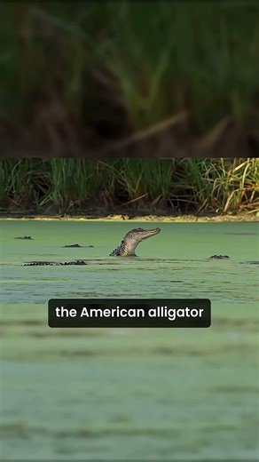 🐊 The American alligator—ancient, powerful, and essential to wetland ecosystems 🌿. Once endangered, conservation brought this freshwater giant back, making it a true symbol of strength and resilience in American wildlife. https://yt.openinapp.co/rz8em #AmericanAlligator #Wildlife #WetlandEcosystem #Conservation #Reptile #FreshwaterCreature #EndangeredToRecovered #NatureSymbol #WildAmerica #AquaticPredator | American Culture Icons