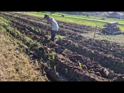 GENIUS FARMING SKILL! MAKE GARDEN BEDS WITH A HOE EASILY!-agriculture farming