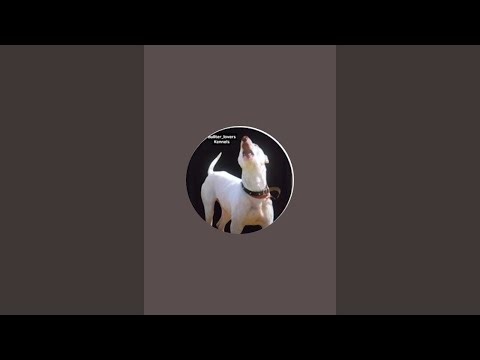 sweety and Shadow channel is live