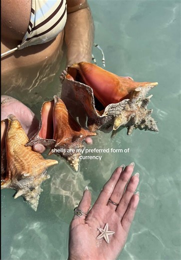 I accept payment in shell form thank youu #islandlife #shell | shell
