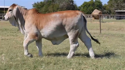 ABBA National Brahman Sale Live Event Starts: 11/05/25 8:00 PM (CST) At Brazos County Exposition Center Bryan, TX Watch live or Bid online @ DVAuction.com! Be sure to register to bid online EARLY! Check out the catalog, sale videos, and bid/watch online at ➡️ https://www.dvauction.com/events/251126-abba-national-brahman-11-5-25 Maximum Bids can also be placed if you are unable to watch. For any help or questions with the bidding process please contact our office at (402) 316-5460. #Cattle #Cattl