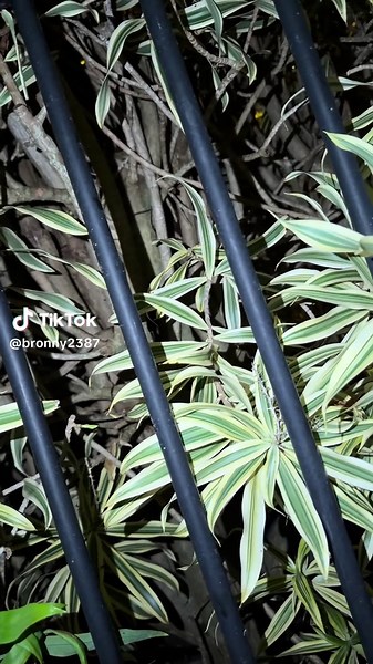 Ok for all the non believers! I called out to it again tonight and it literally ran up to me 🩷 you can hear it’s little paws 🥹 #antechinus #australia #marsupial #fyp