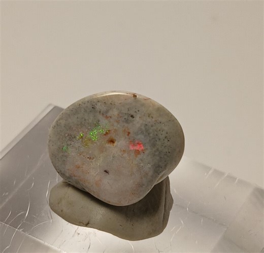Opalized Clam Shell Fossilized - Australian 4.75ct - Etsy