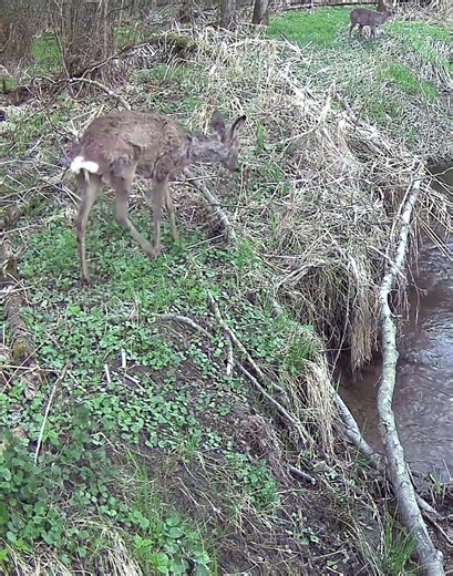 Rehgeiss und Kitz halten akustisch Kontakt #wildlife #nature