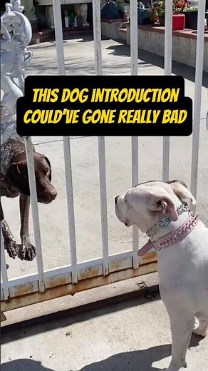 How to introduce dogs properly