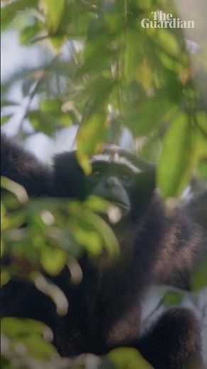India's hoolock gibbons sing #gibbons #apes #india