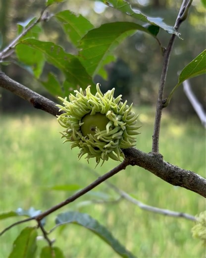 4.4K views · 4 comments | Hog control operators will need to consider other food sources for the fall, as the sawtooth acorn was negatively affected by the late frost during the spring. #sawtoothacorns #hogcontrol #jagerpro | Jager Pro Hog Control Systems | Facebook