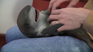 Baby shark likes to tickle