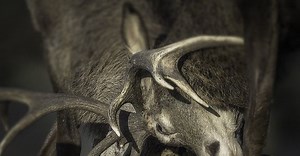 [VIDEOS] Two bucks get their antlers locked together, hunters use tree limb saw to free them