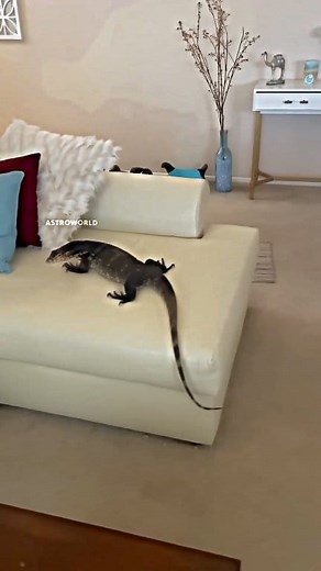 12K views · 247 reactions | Monitor Lizard . . . . . #science #sciencefacts #space #facts #fbreels #fypシ #fypviralシ #fyp #lizard #reelsfypシ #foryouシ #viralreels #virals | Galactic Guru | Facebook