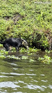I'd hate to be an invasive iguana today! Otto is fired up and ready to go! | Python Cowboy Hunts