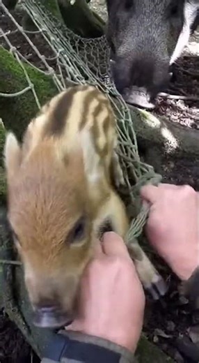 Hands Snapping Netting in a Tight Forest Den