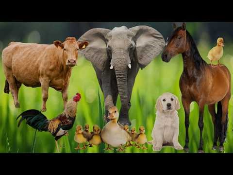 Animal Sounds In Nature: 🐶🐈‍⬛🐘🦒🐱 Elephant, Dog, Duck, Cat, Fish, Chicken, Horse,...| Animal Moments