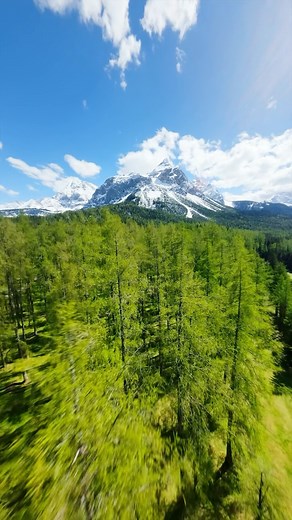 love it when the forest floor is greener than the trees 🌲 #austria #forest #fpv #drone #calm #nature | Sebastian Schieren