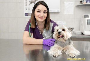 Dog Cataract Surgery Costs - 5 Things To Know (  Recovery Period) | 2025