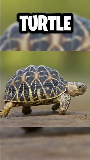 WHAT A TURTLE LOOKS LIKE WITHOUT A SHELL... 😰🐢