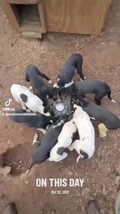 3.8K views · 28 reactions | The puppy pinwheel. Baldr and his little cast lol. He broke his leg and needed a few different casts he grew so fast. It was easier to feed him with his littermates even though he was raised in the house. #puppy #puppies | Endurance Kennels LLC | Facebook