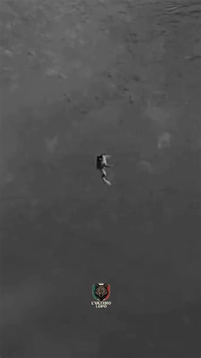 Teoria della Tartaruga: Pazienza e Progresso