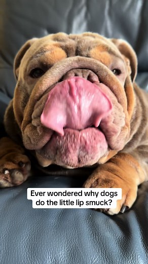 Understanding Why Dogs Smack Their Lips Happily