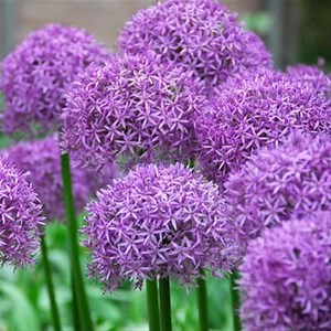 Allium aflatunense - Alchetron, The Free Social Encyclopedia